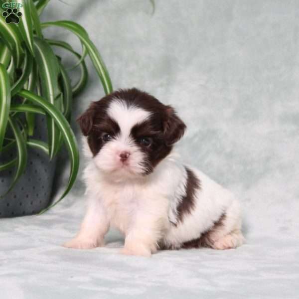 Beyoncé, Shih Tzu Puppy
